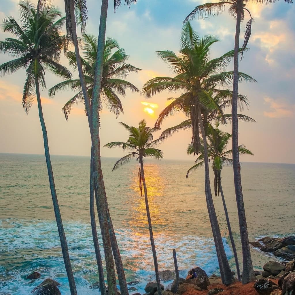 coconut-tree-hill Gallery Image 4