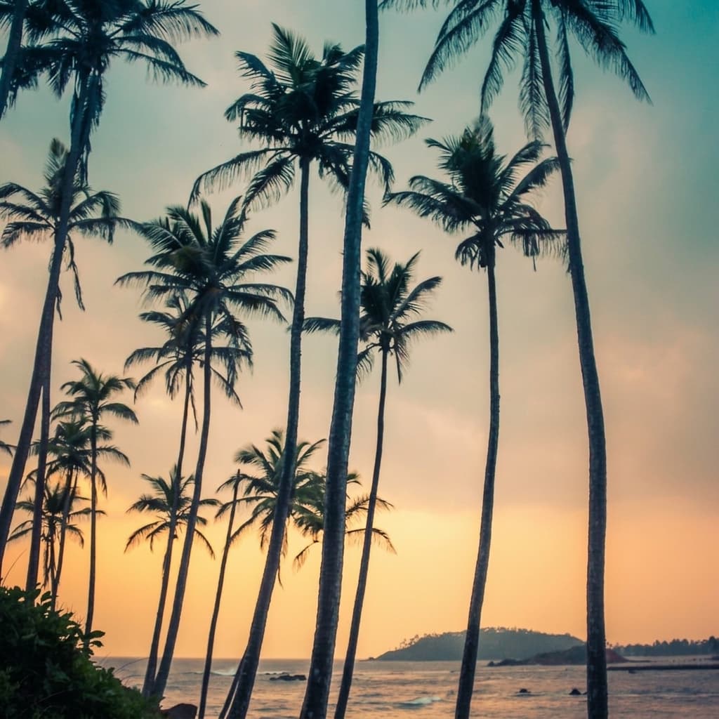 coconut-tree-hill Gallery Image 1
